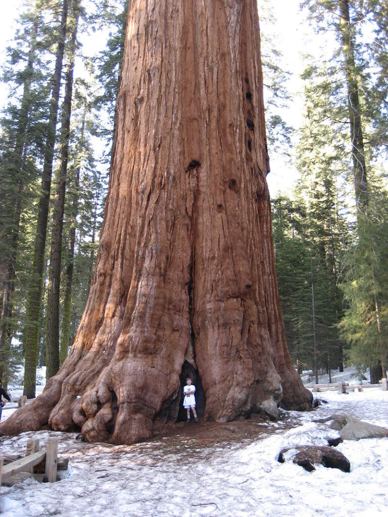 General Sherman Giant Sequoia